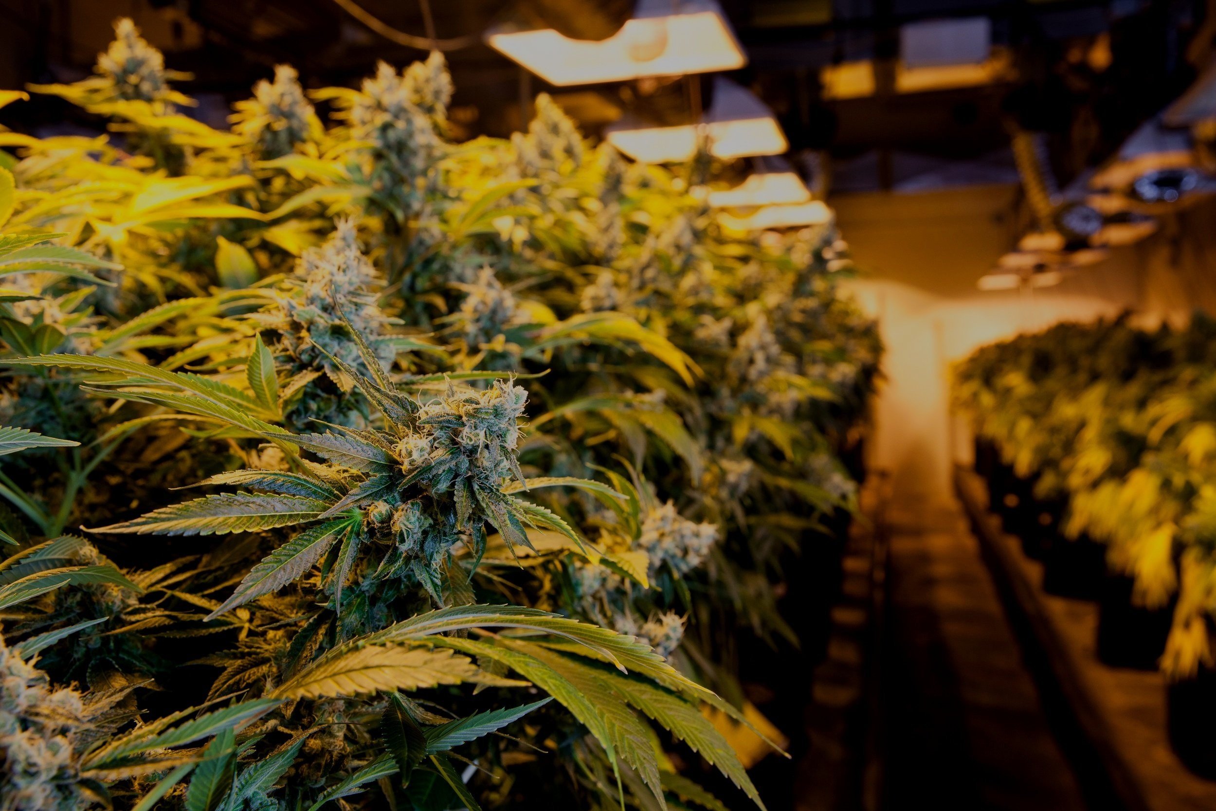 Indoor%2BFlower.jpg